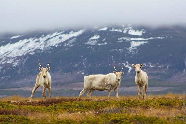 Gros-Morne-National-Park-09