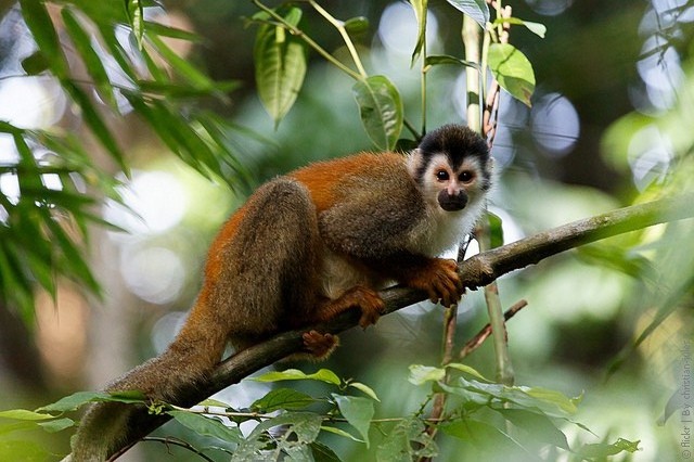 Manuel-Antonio-National-Park-05