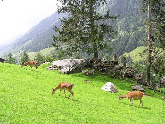 vysokijj-tauern-09