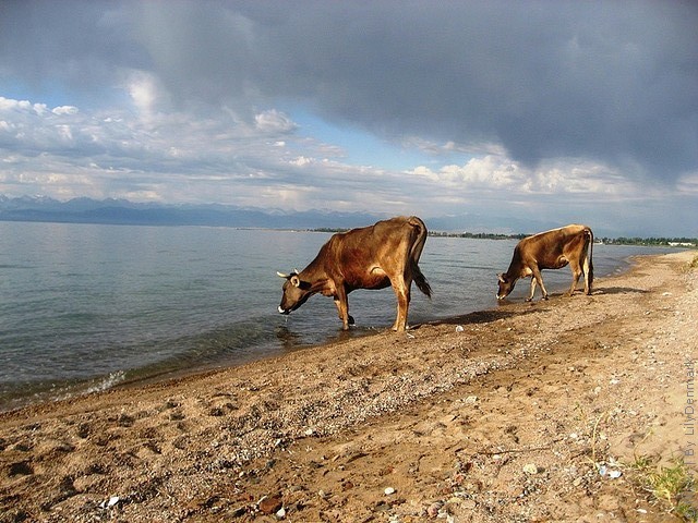 issyk-kul-05