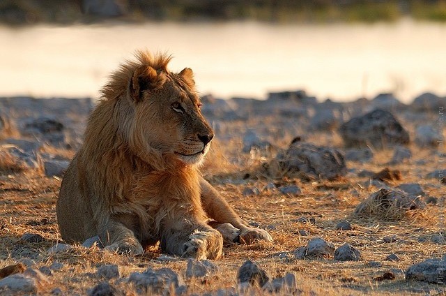 top10-safari-natsionalnyi-park-etosha-1