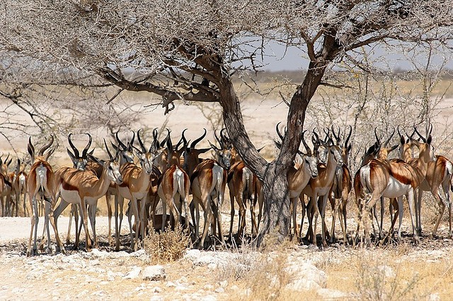 top10-safari-natsionalnyi-park-etosha-2