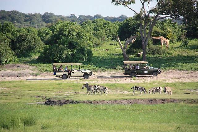 top10-safari-natsionalnyij-park-chobe-2