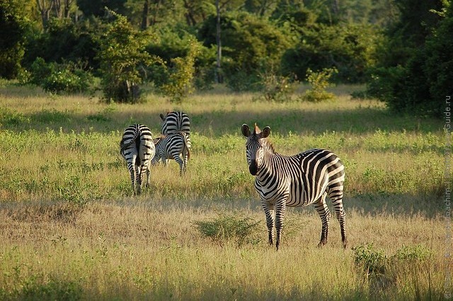 top10-safari-natsionalnyiy-park-yuzhnaya-luangva-1