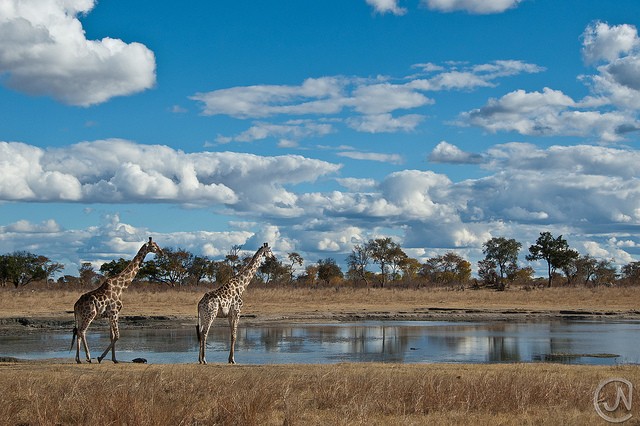 top10-safari-natsionalnyy-park-hvange-2