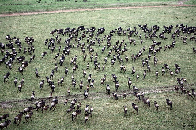 top10-safari-zapovednik-masai-mara-2