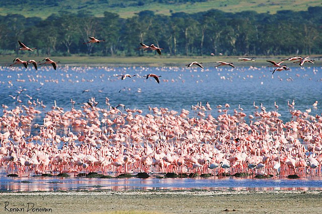 top10-safari-zapovednik-ngorongoro-2