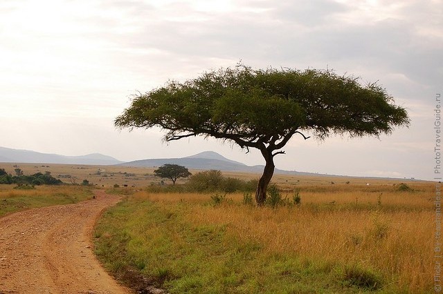 zapovednik-masai-mara-01