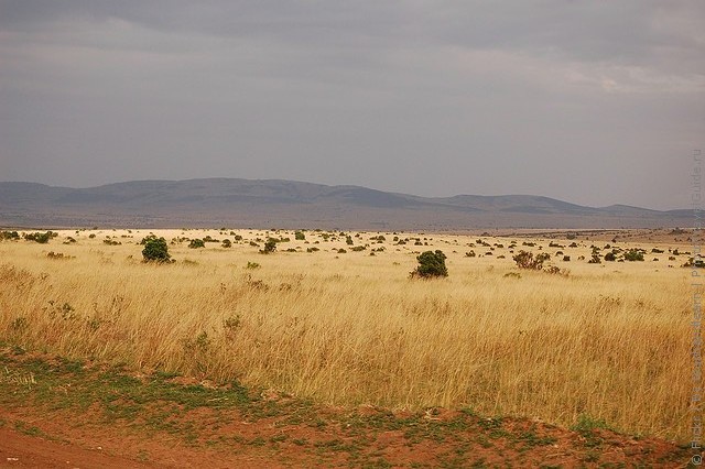 zapovednik-masai-mara-02