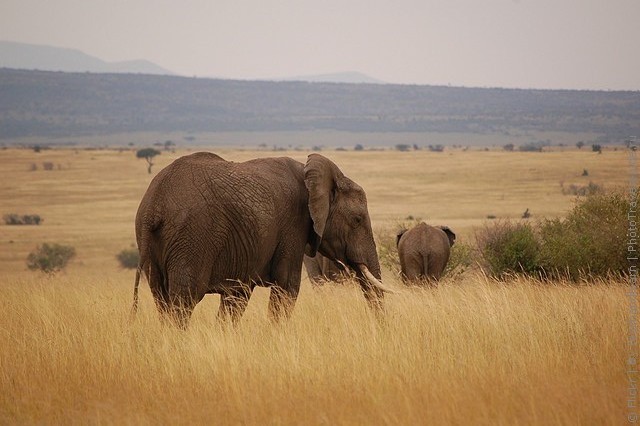 zapovednik-masai-mara-03