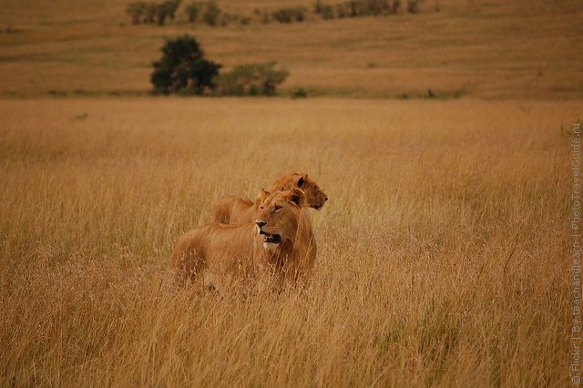 zapovednik-masai-mara-04