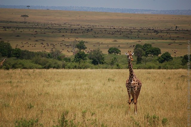 zapovednik-masai-mara-05