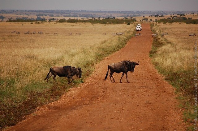 zapovednik-masai-mara-06