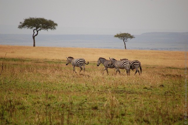 zapovednik-masai-mara-07