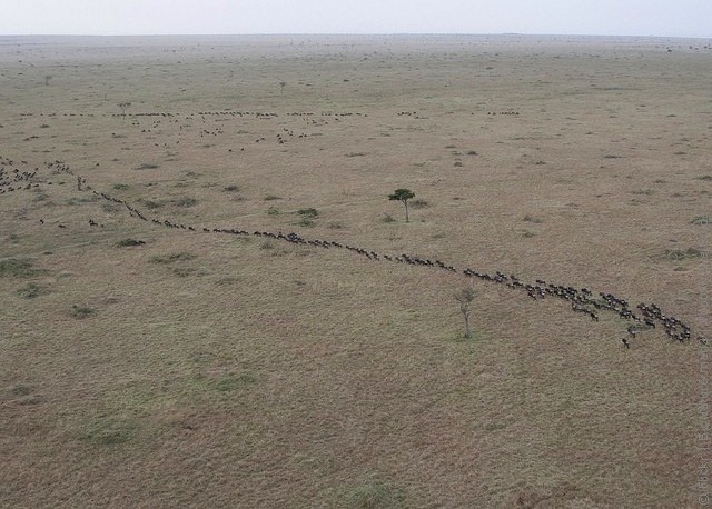 zapovednik-masai-mara-10