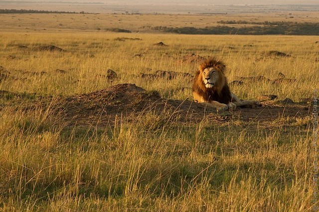 zapovednik-masai-mara-12