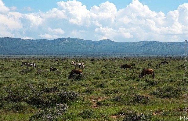 zapovednik-masai-mara-14