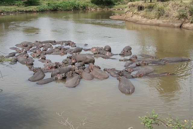 zapovednik-masai-mara-16