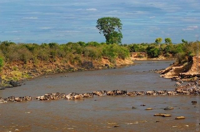 zapovednik-masai-mara-17