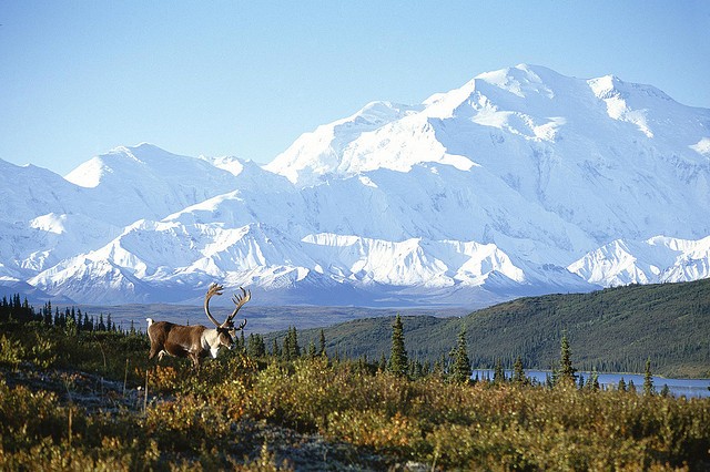 nacionalnyy-park-denali-01