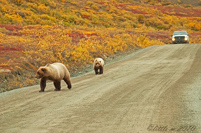 nacionalnyy-park-denali-04