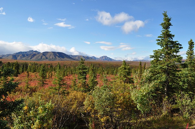 nacionalnyy-park-denali-06