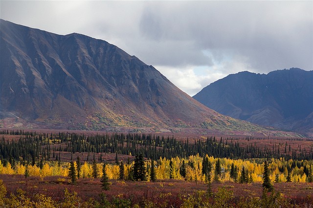 nacionalnyy-park-denali-07