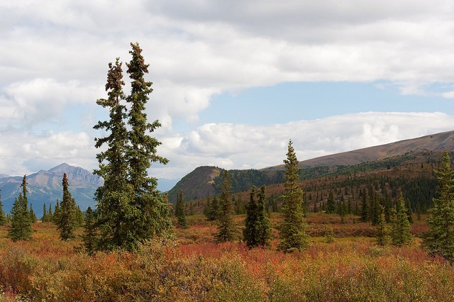 nacionalnyy-park-denali-12