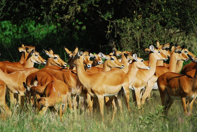 natsionalnyi-park-serengeti-05