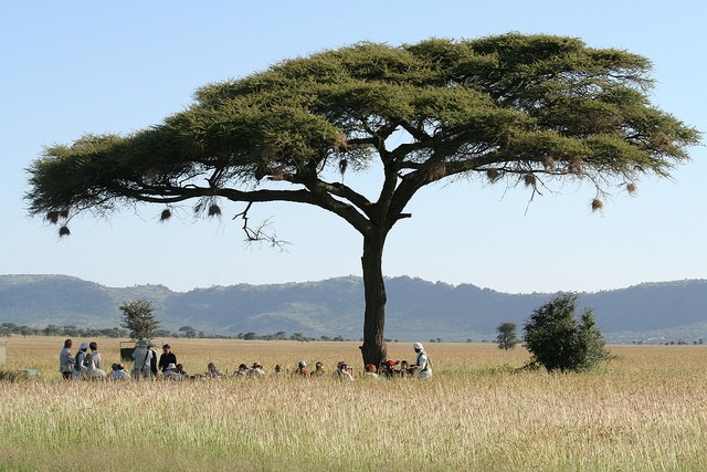 natsionalnyi-park-serengeti-07