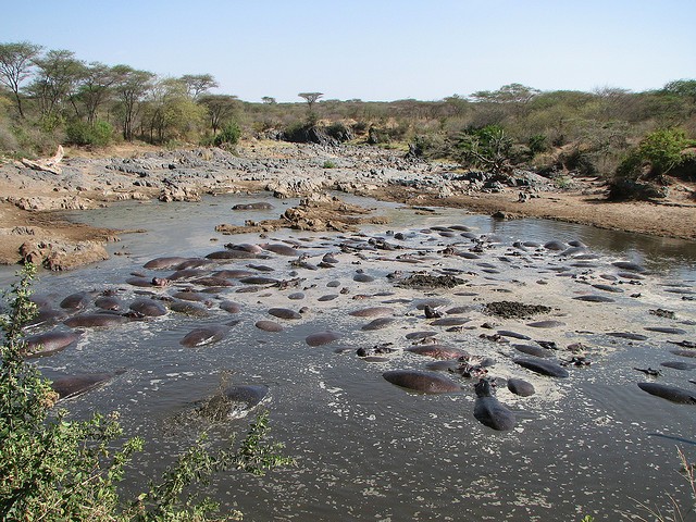 natsionalnyi-park-serengeti-08