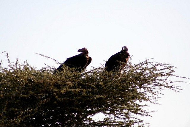 natsionalnyi-park-serengeti-09