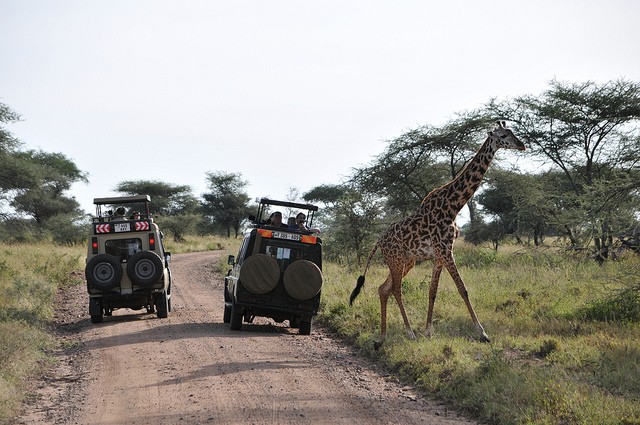 natsionalnyi-park-serengeti-11