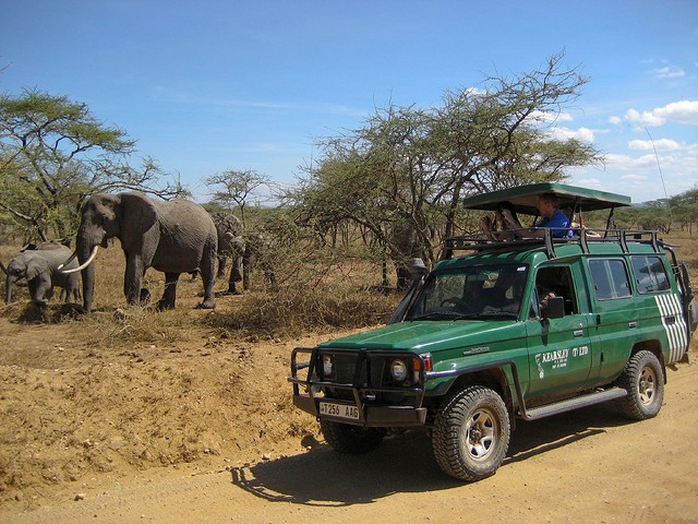 natsionalnyi-park-serengeti-12