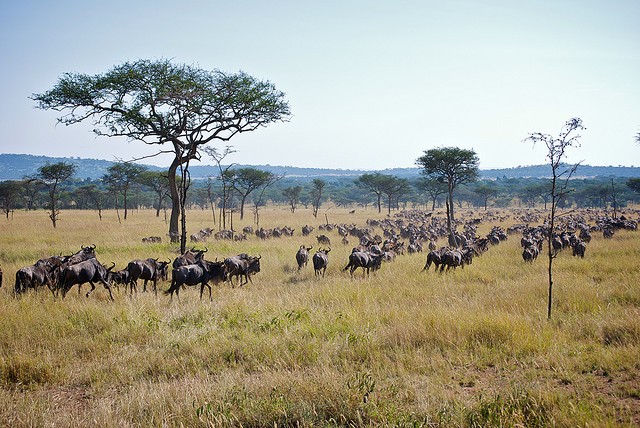 natsionalnyi-park-serengeti-13