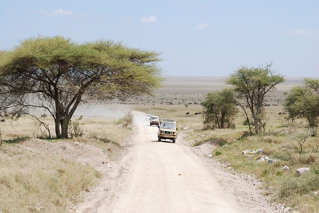 natsionalnyi-park-serengeti-14