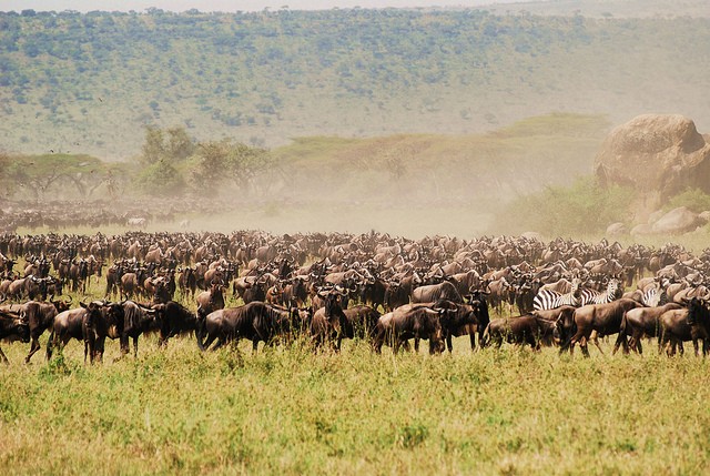 natsionalnyi-park-serengeti-15