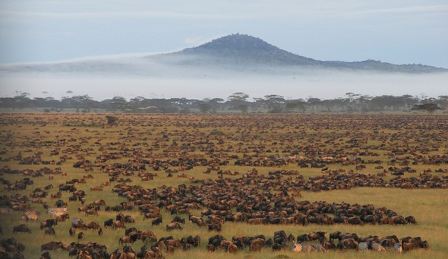 natsionalnyi-park-serengeti-16