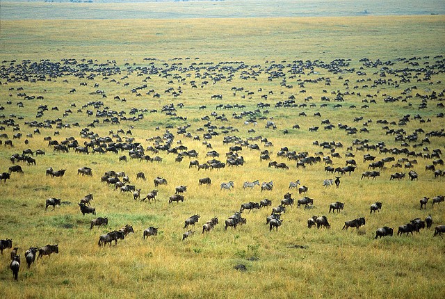 natsionalnyi-park-serengeti-17