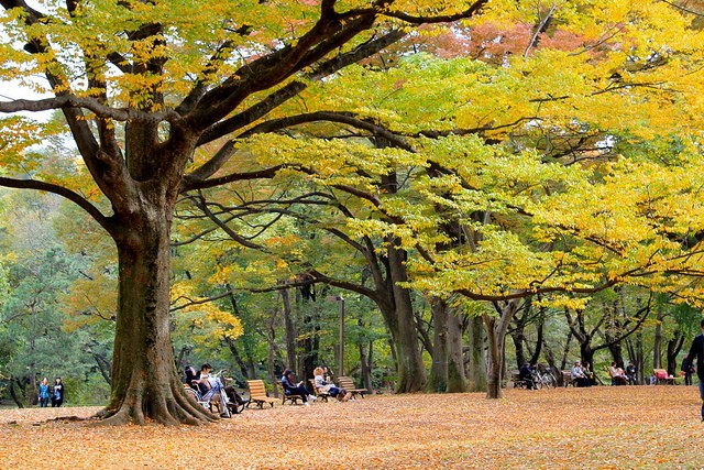 yoyogi-park-18