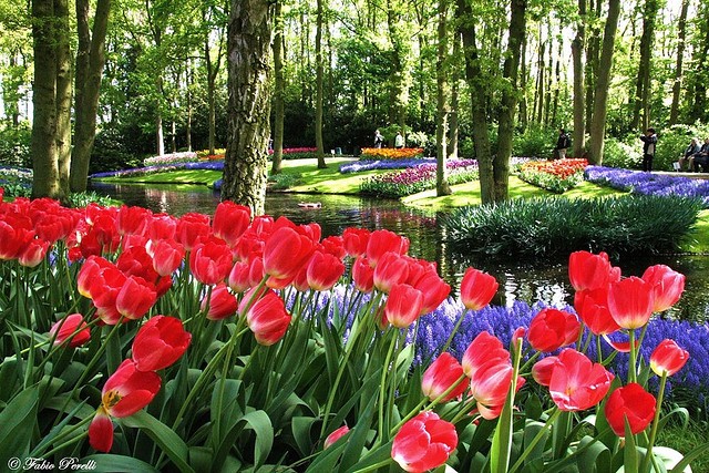 keukenhof-01