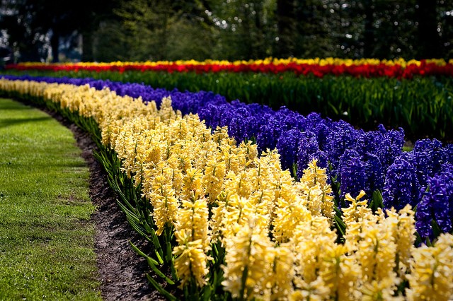 keukenhof-03