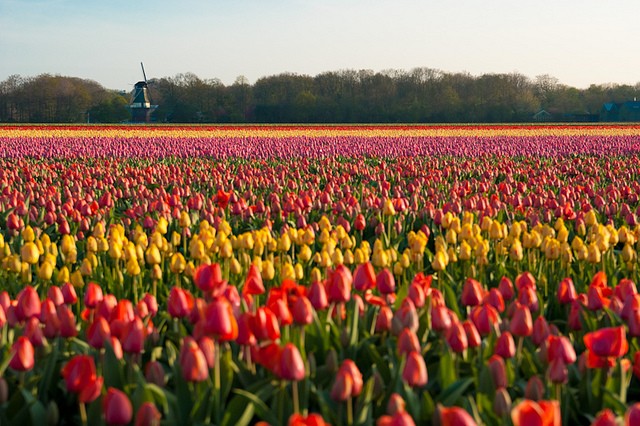 keukenhof-08