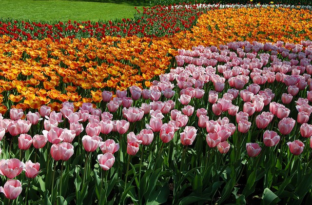 keukenhof-11