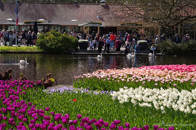 keukenhof-19