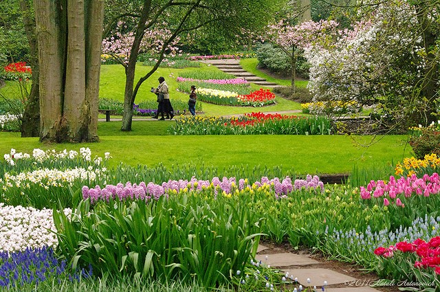 keukenhof-20