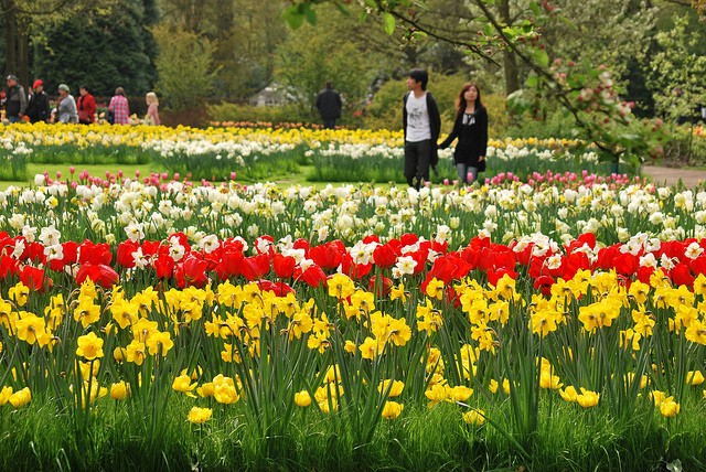 keukenhof-21