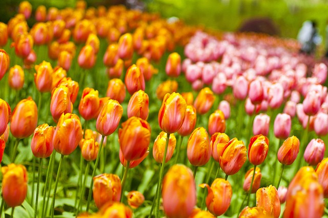 keukenhof-22