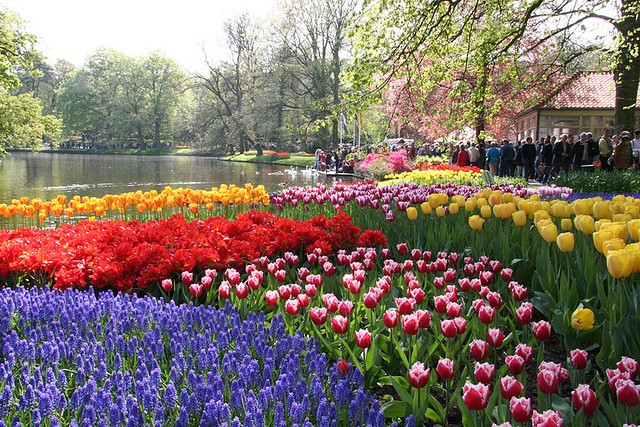 keukenhof-24