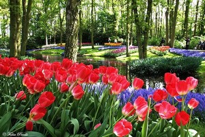 Кекенхоф (Keukenhof)